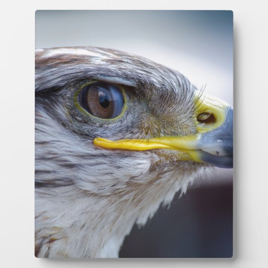 Adler Fotoplatte (Vorderseite)