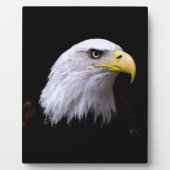 Adler Fotoplatte (Vorderseite)