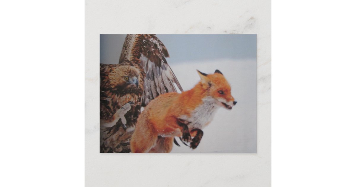 FUCHS  BABY  ***  FOX     ***  Postkarte  # 14