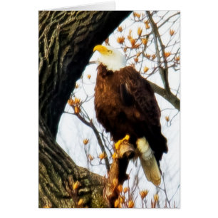 Adler, für den Flug vorgesehen