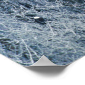 Adler (Haliäetus leucocephalus) im Poster (Ecke)