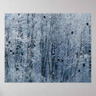 Adler (Haliäetus leucocephalus) im Poster