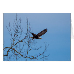 Adler im Flug