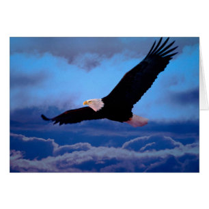 Adler im Flug