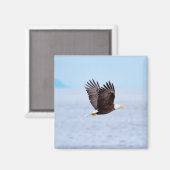 Adler im Flug Magnet (Vorderseite/Rückseite)