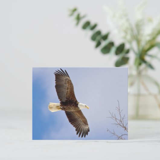 Adler im Flug Postkarte (Stehend Vorderseite)