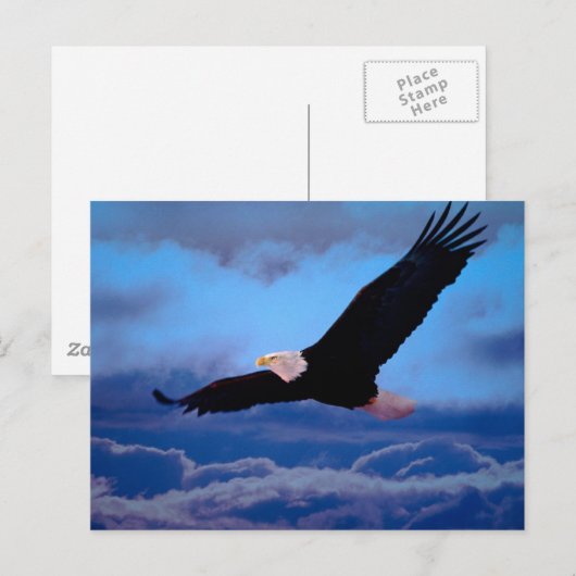 Adler im Flug Postkarte (Vorne/Hinten)