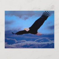 Adler im Flug