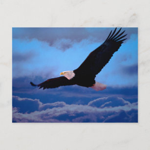 Adler im Flug Postkarte
