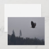 Adler im Flug Postkarte (Vorne/Hinten)