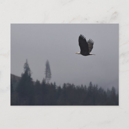 Adler im Flug Postkarte (Vorderseite)