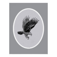 Adler im Licht