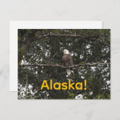 Adler in den Bäumen Postkarte (Vorne/Hinten)
