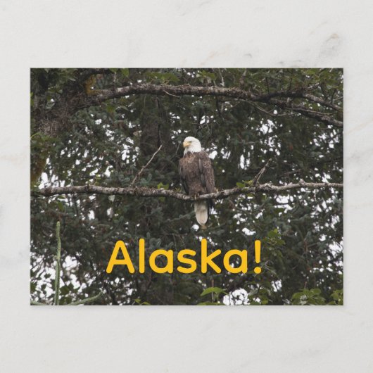 Adler in den Bäumen Postkarte (Vorderseite)