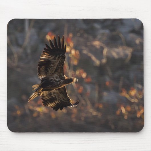 Adler in der goldenen Stunde Mousepad (Vorne)