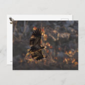 Adler in der goldenen Stunde Postkarte (Vorne/Hinten)