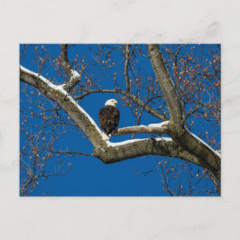 Adler in einem Schneebaum Postkarte