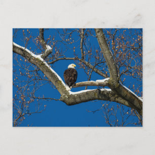 Adler in einem Schneebaum Postkarte