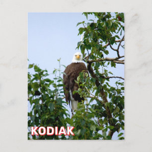 Adler in Kodiak, Alaska Postkarte