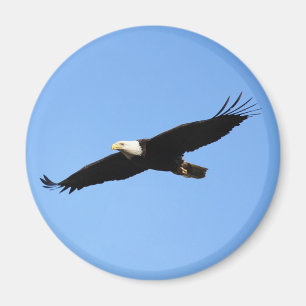 Adler Magnet