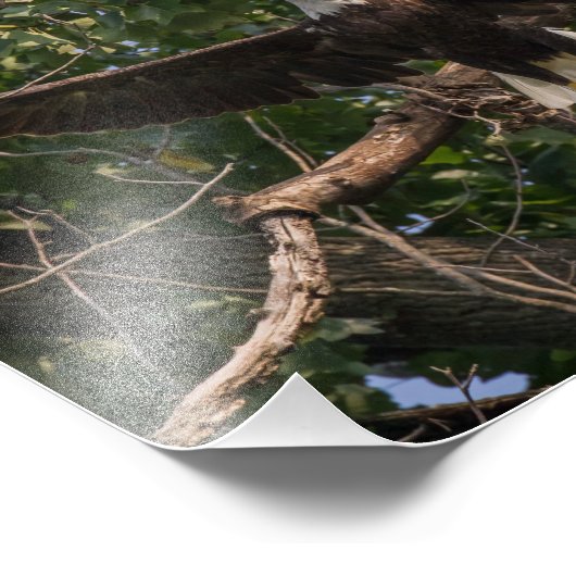 Adler mit Flug Fotodruck (Ecke)