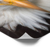 Adler Poster (Ecke)