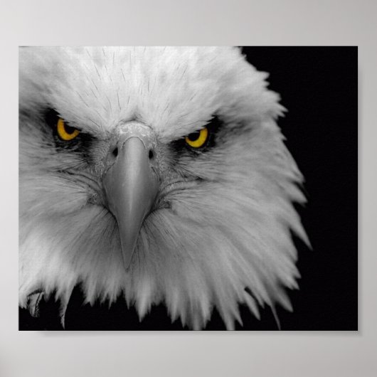 Adler Poster (Vorne)