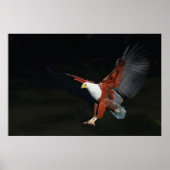 Adler Poster (Vorne)