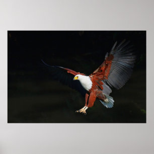 Adler Poster
