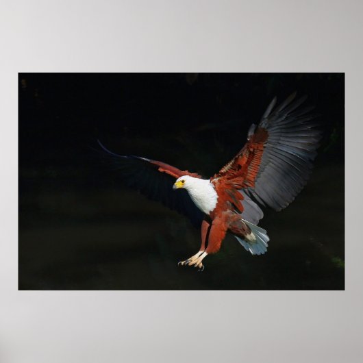 Adler Poster (Vorne)