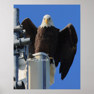 Adler Poster