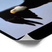 Adler Poster (Ecke)