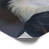Adler Poster (Ecke)