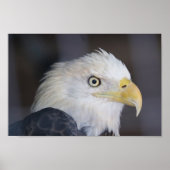 Adler Poster (Vorne)