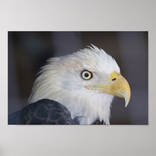 Adler Poster (Vorne)