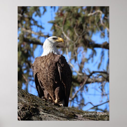 Adler Poster (Vorne)