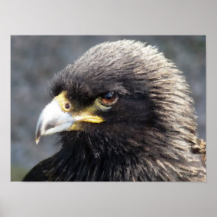 ADLER POSTER