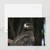 Adler Postkarte (Vorne/Hinten)