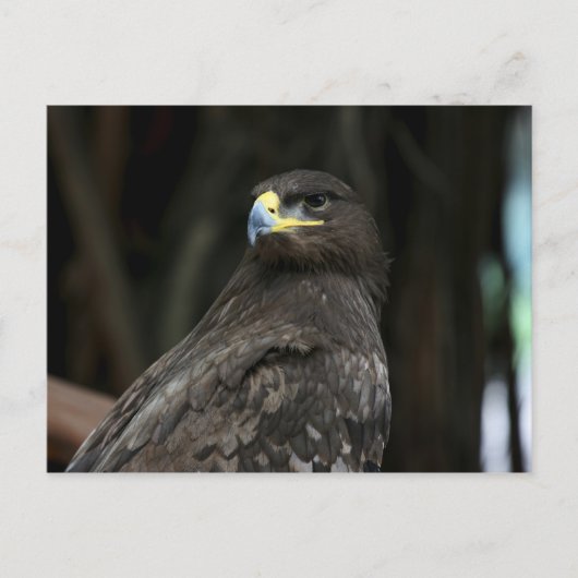 Adler Postkarte (Vorderseite)