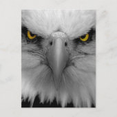 Adler Postkarte (Vorderseite)