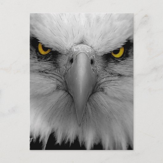 Adler Postkarte (Vorderseite)