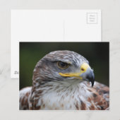 Adler Postkarte (Vorne/Hinten)