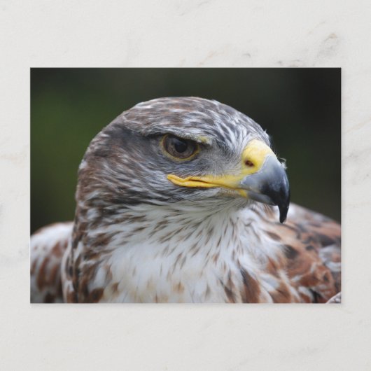 Adler Postkarte (Vorderseite)