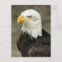 Adler