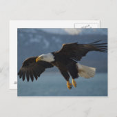 Adler Postkarte (Vorne/Hinten)