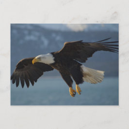Adler Postkarte