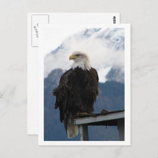 Adler Postkarte (Vorne/Hinten)