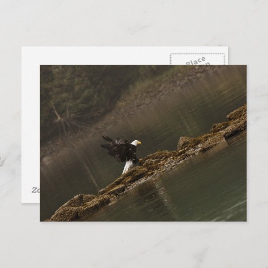 Adler Postkarte (Vorne/Hinten)