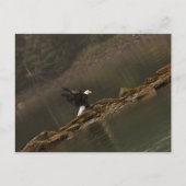 Adler Postkarte (Vorderseite)