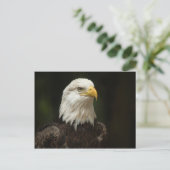 Adler Postkarte (Stehend Vorderseite)